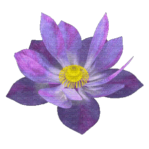 Lotus Flower - GIF เคลื่อนไหวฟรี