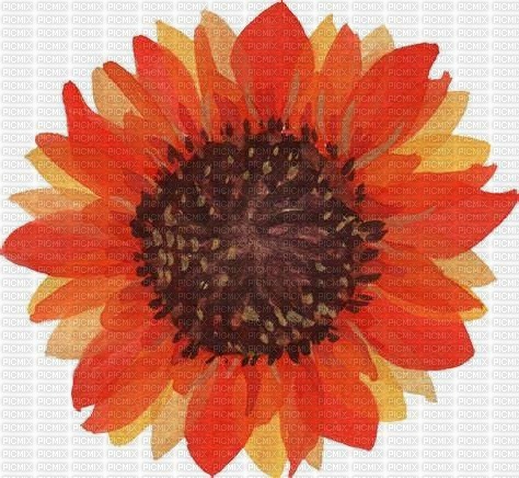 Sunflower-RM - Free PNG