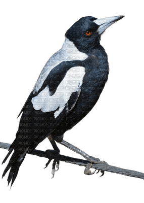 ptak/sroka - PNG gratuit