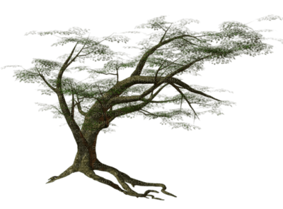 tree - zdarma png