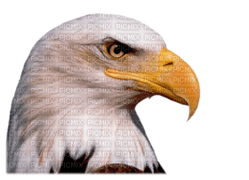 Kaz_Creations Eagle Bird Birds - PNG gratuit