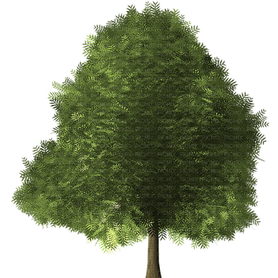 tree, puu - δωρεάν png