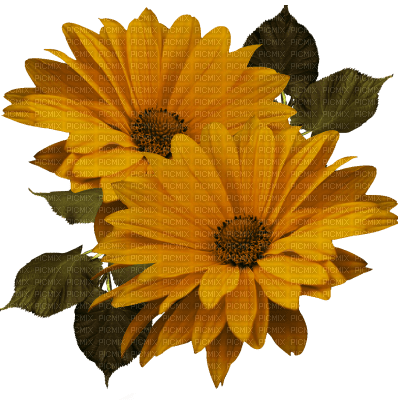 autumn deco kikkapink png orange flowers - 無料png