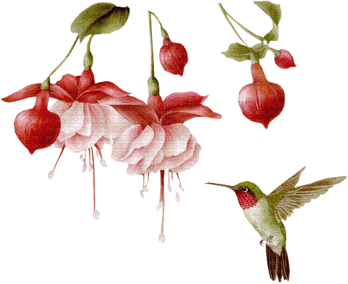 Fuchsien und Kolibri - png grátis
