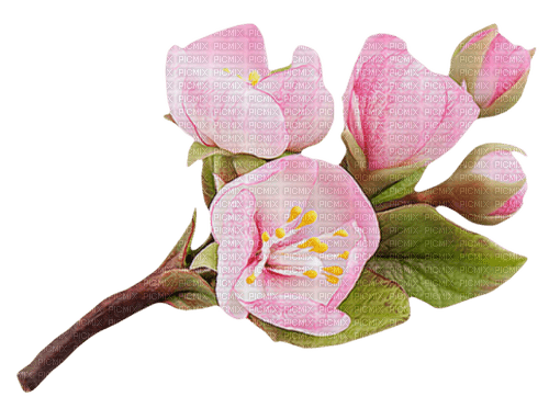 kikkapink deco flowers pink - ücretsiz png