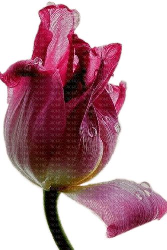 Tulpe, Wassertropfen - 無料png