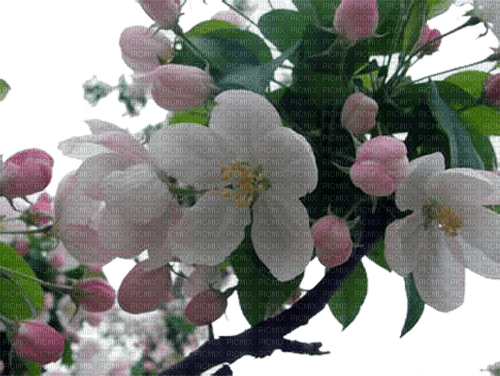 Apple Blossom Branch - 免费PNG