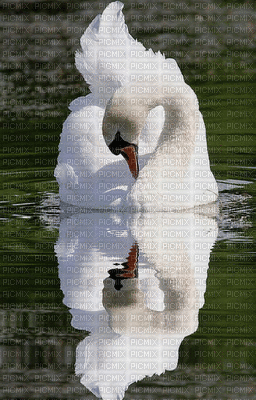 reflectie - Gratis animeret GIF