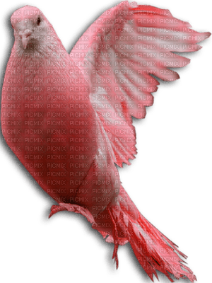 rosada - PNG gratuit