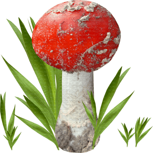 dolceluna mushroom - PNG gratuit