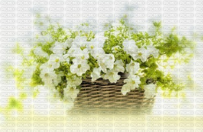 Kaz_Creations Backgrounds Background Flowers - png gratis