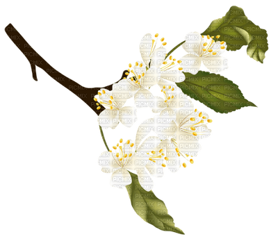 Kaz_Creations Flowers Flower Branch - besplatni png