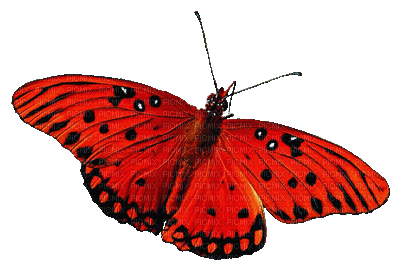 Kaz_Creations Butterflies Butterfly - Gratis animerad GIF