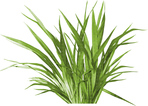 deco grass bush green - Free PNG