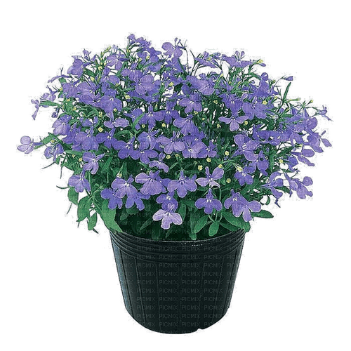 Fleurs.Flowers.Pot.Violet.Victoriabea - фрее пнг