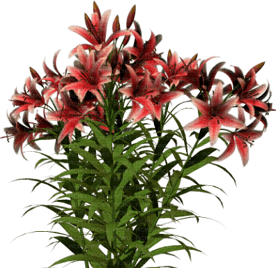 Flores rojas - PNG gratuit