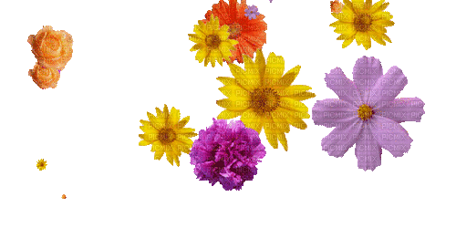 falling flowers - Besplatni animirani GIF
