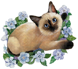 Kaz_Creations Cats Kittens Cat Kitten Flowers - GIF animé gratuit