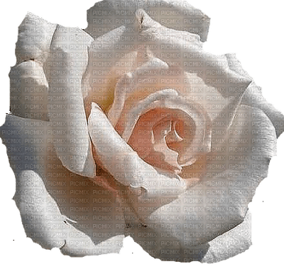 trandafir39 - darmowe png