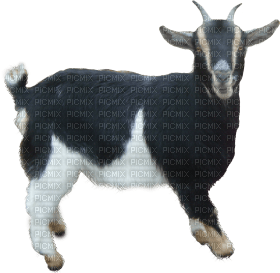 Kaz_Creations Goat - PNG gratuit