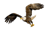 aigle - 無料のアニメーション GIF