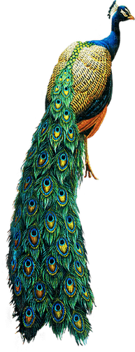 Peacock - png gratis