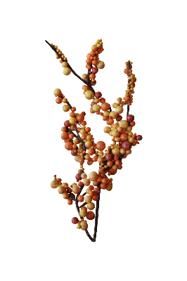 höst blomma---autumn flower - png grátis