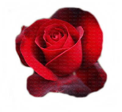 Roses dm19 - безплатен png