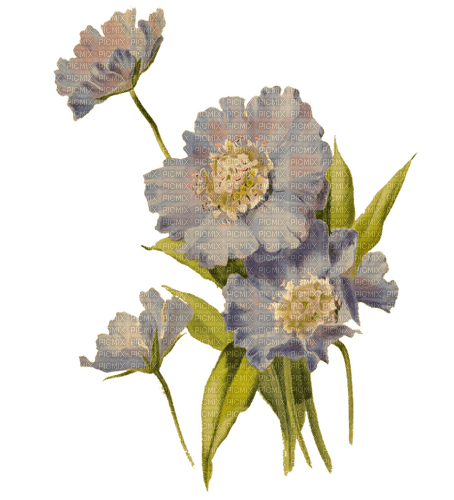 FLORES - zadarmo png