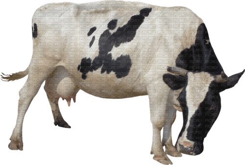 cow per request - bezmaksas png