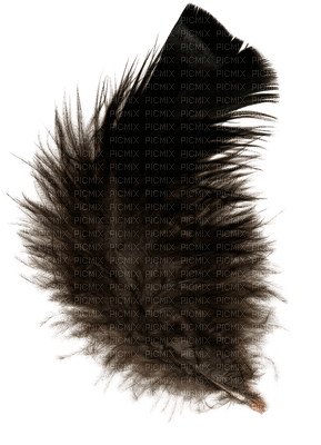 feathers bp - zadarmo png