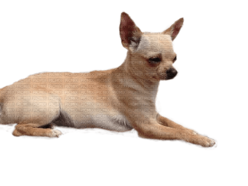 Hund, Chihuahua - ingyenes png