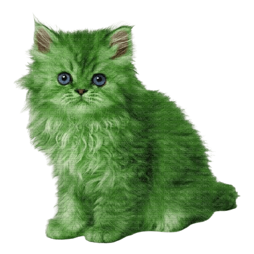 green cat - png gratuito