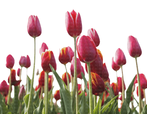 loly33 tulipe - Free PNG