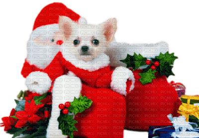 Christmas Dog - gratis png
