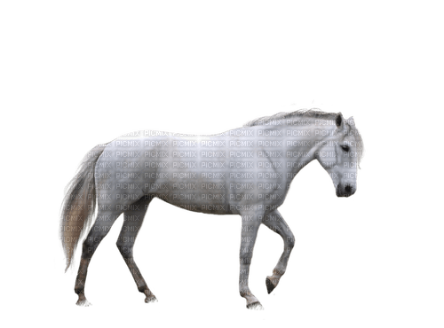 häst-----horse - PNG gratuit