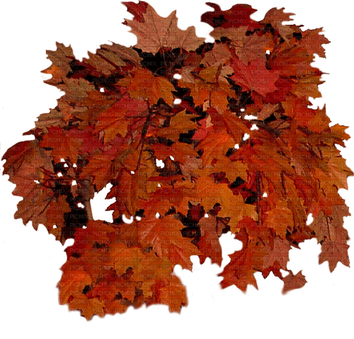 gala autumn - png grátis