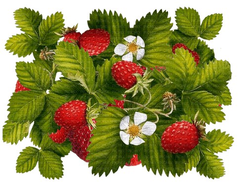 strawberry by nataliplus - zadarmo png