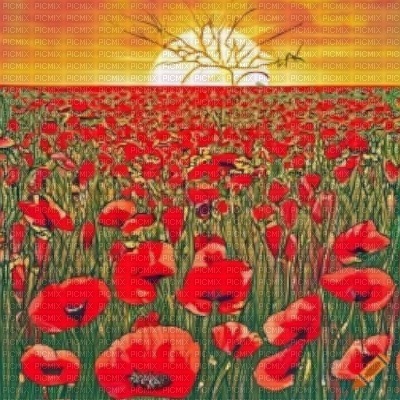 Poppy Field at Sunset - Free PNG