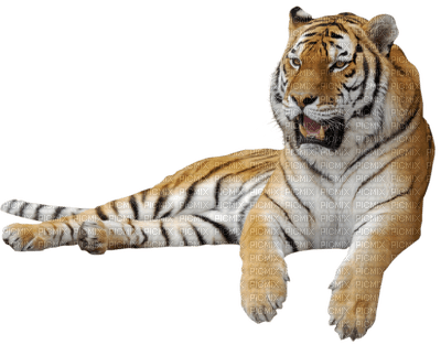 patricia87 tigre - Free PNG