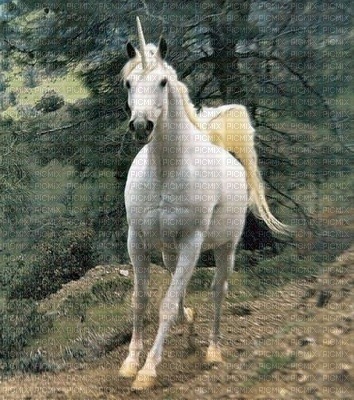 Une licorne blanche - darmowe png