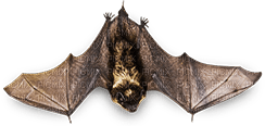 soave deco bat gothic halloween brown - 無料png
