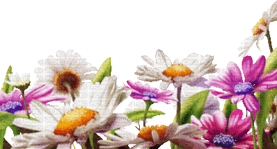 Y.A.M._Summer Flowers Decor - Gratis geanimeerde GIF
