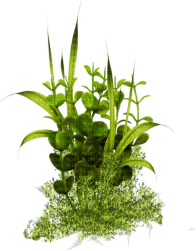 herbes - png ฟรี