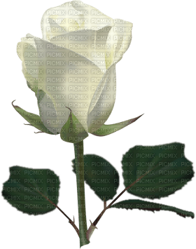 Kaz_Creations Deco Flowers Roses Flower - Free PNG