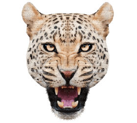 Kaz_Creations Leopard - безплатен png
