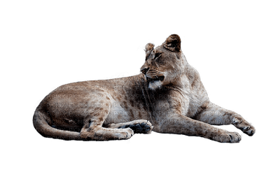 lion, leijona - kostenlos png