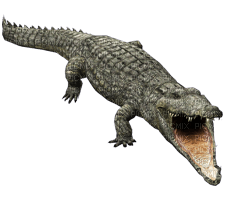 crocodile - 無料png