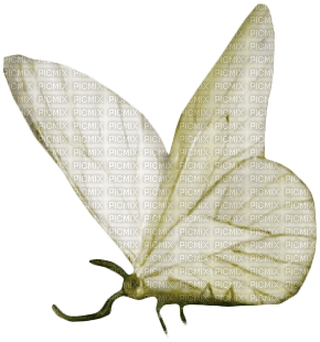 butterfly vintage - PNG gratuit