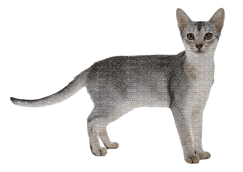 Poes - Free PNG